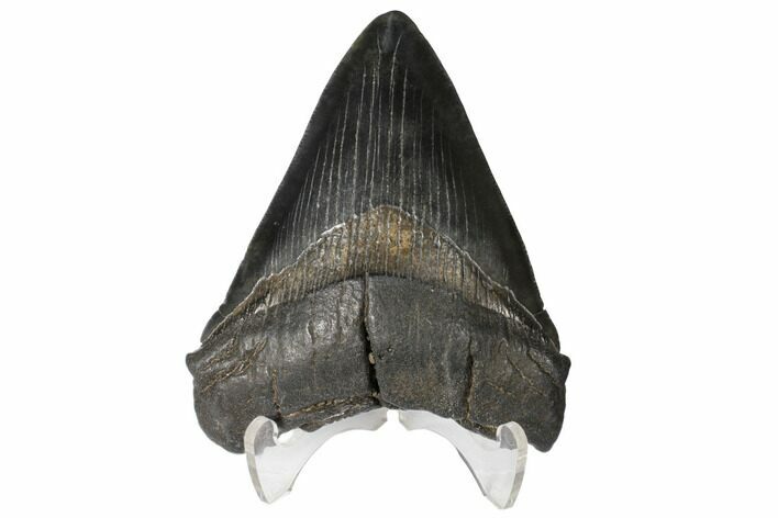 Bargain, Fossil Megalodon Tooth - South Carolina #130715